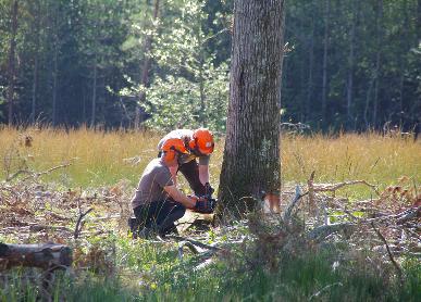 Entrepreneur/euse de travaux forestiers